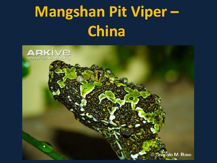 Mangshan Pit Viper – China 