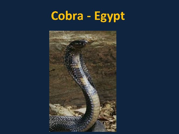 Cobra - Egypt 