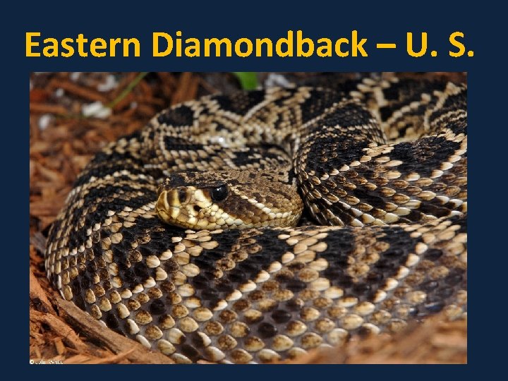 Eastern Diamondback – U. S. 
