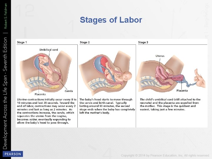 Stages of Labor 