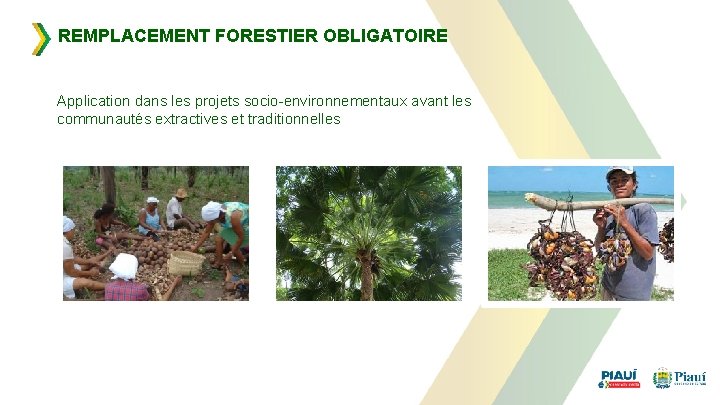 REMPLACEMENT FORESTIER OBLIGATOIRE Application dans les projets socio-environnementaux avant les communautés extractives et traditionnelles