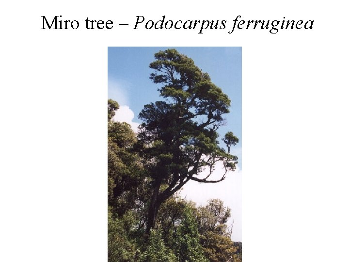 Miro tree – Podocarpus ferruginea 