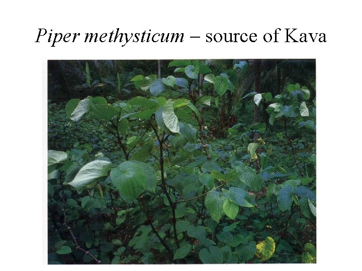Piper methysticum – source of Kava 