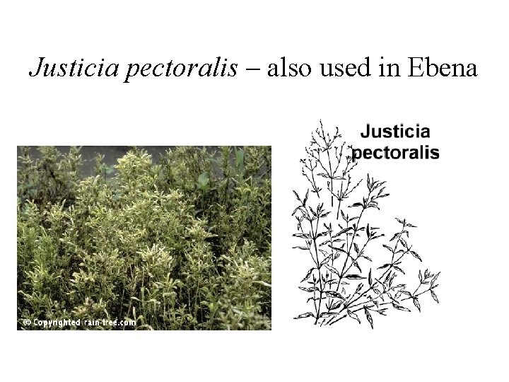 Justicia pectoralis – also used in Ebena 