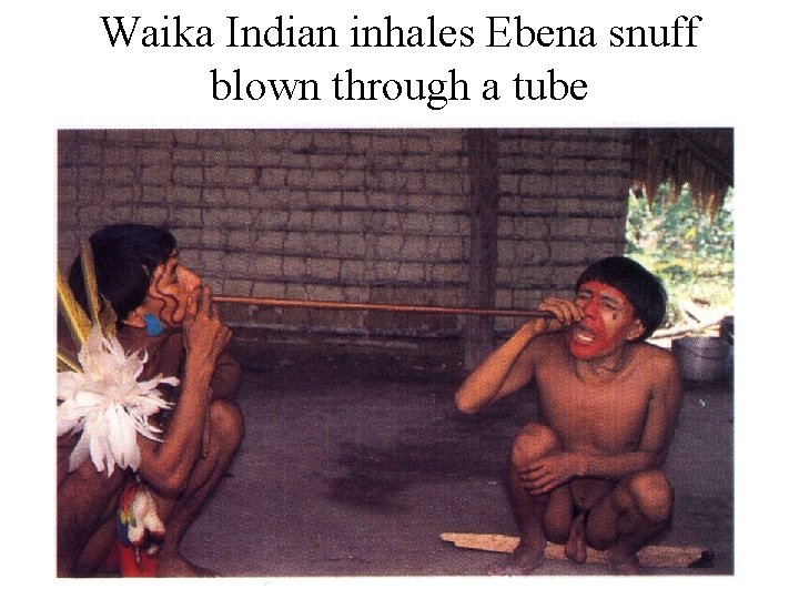 Waika Indian inhales Ebena snuff blown through a tube 