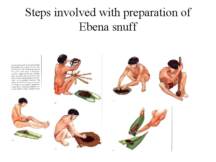 Steps involved with preparation of Ebena snuff 