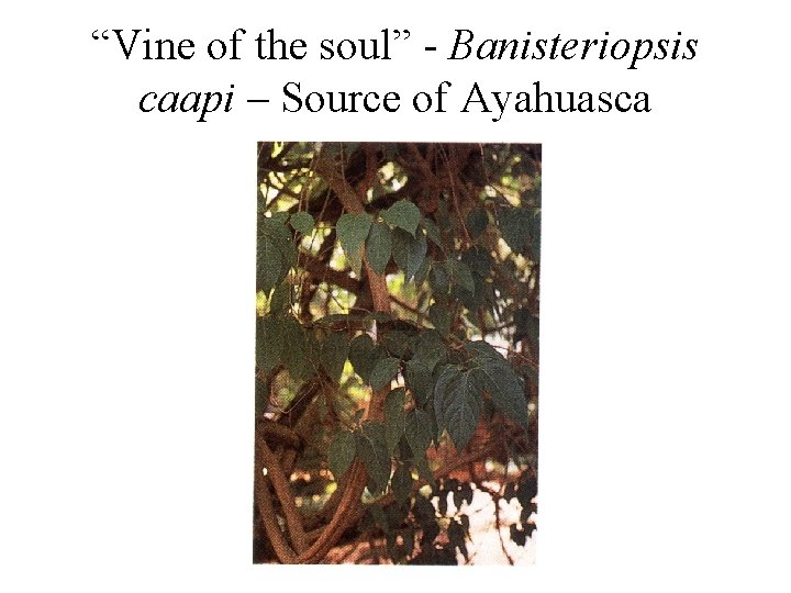 “Vine of the soul” - Banisteriopsis caapi – Source of Ayahuasca 