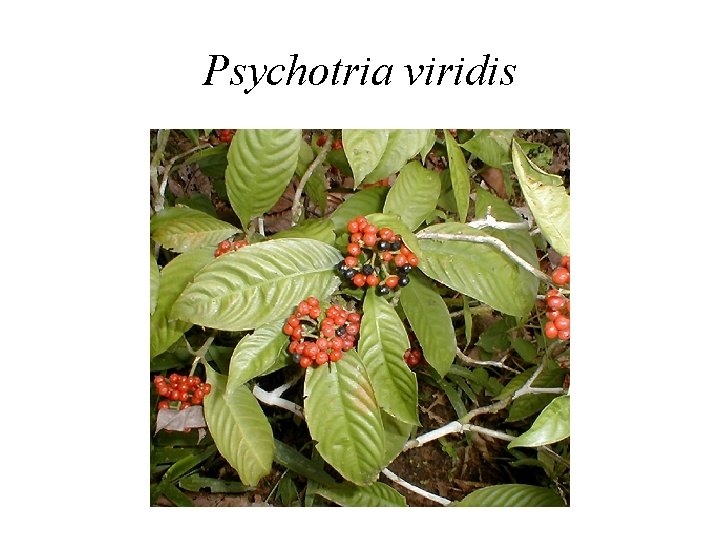 Psychotria viridis 