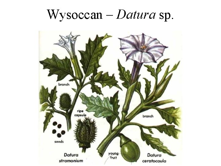 Wysoccan – Datura sp. 