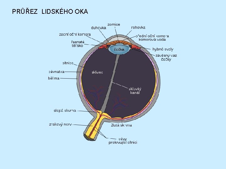 PRŮŘEZ LIDSKÉHO OKA 