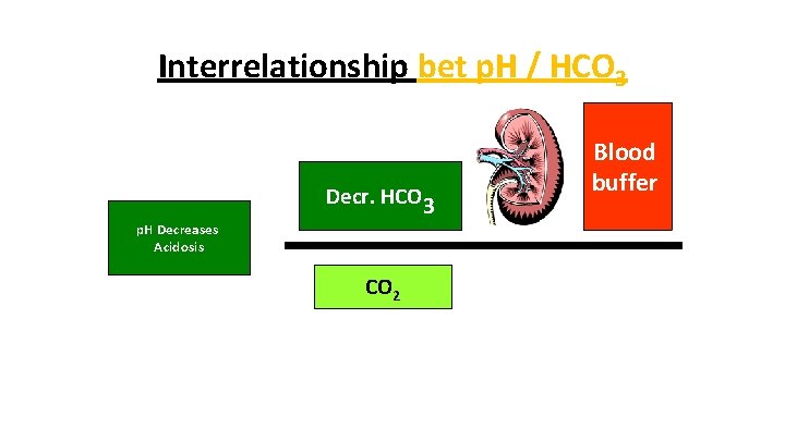 Interrelationship bet p. H / HCO 3 Ph increases p. H Decreases PhØ– 7.