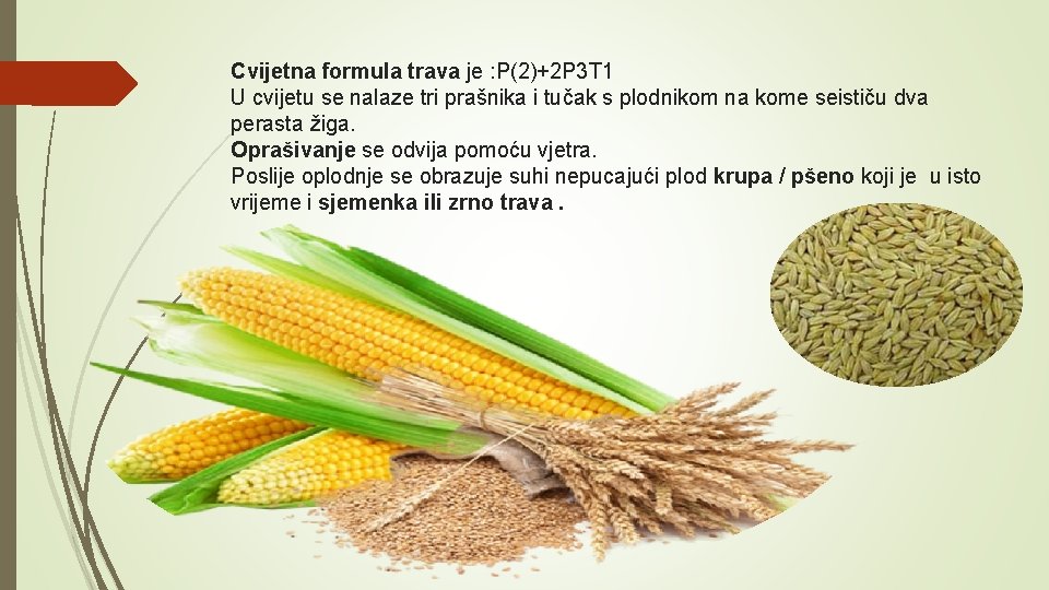 Cvijetna formula trava je : P(2)+2 P 3 T 1 U cvijetu se nalaze