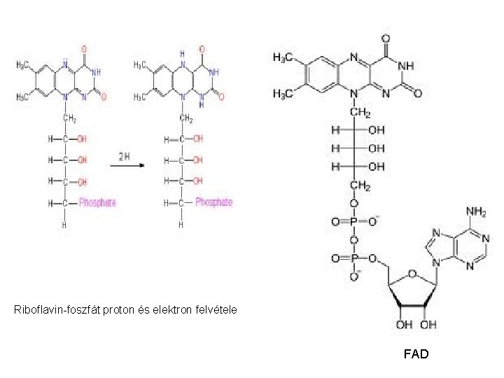 Riboflavin-foszfát proton és elektron felvétele FAD 