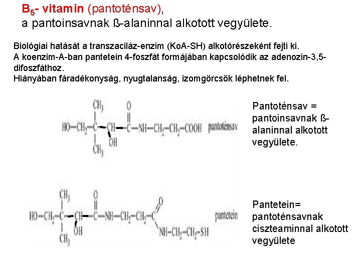 B 5 - vitamin (pantoténsav), a pantoinsavnak ß-alaninnal alkotott vegyülete. Biológiai hatását a transzaciláz-enzim