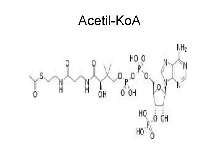 Acetil-Ko. A 