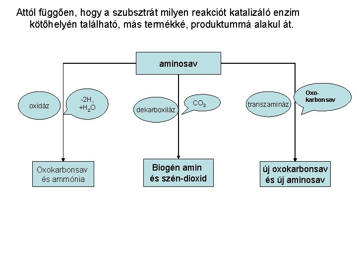 Attól függően, hogy a szubsztrát milyen reakciót katalizáló enzim kötőhelyén található, más termékké, produktummá