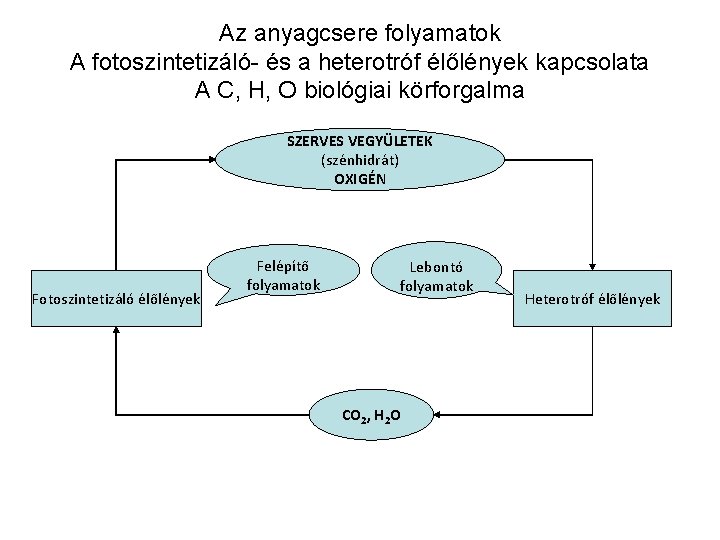 Az anyagcsere folyamatok A fotoszintetizáló- és a heterotróf élőlények kapcsolata A C, H, O