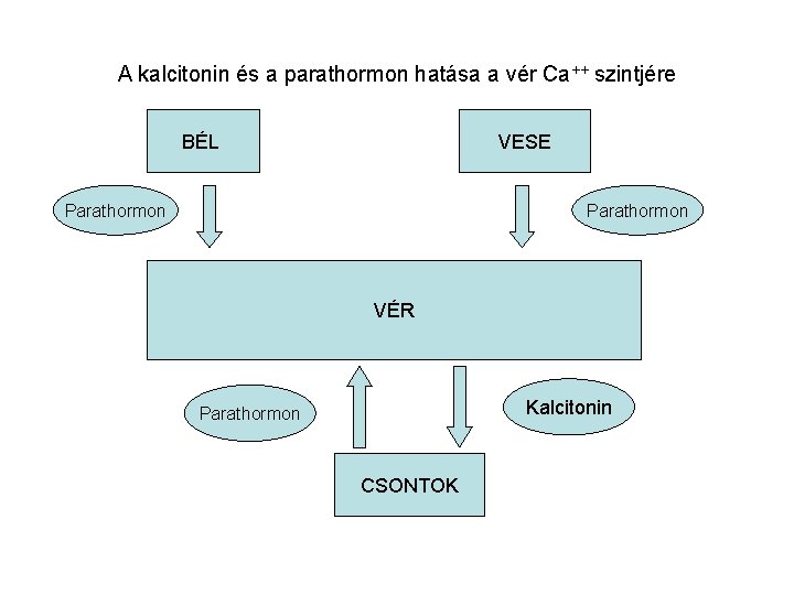 A kalcitonin és a parathormon hatása a vér Ca++ szintjére BÉL VESE Parathormon VÉR