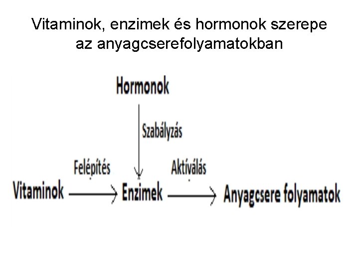 Vitaminok, enzimek és hormonok szerepe az anyagcserefolyamatokban 