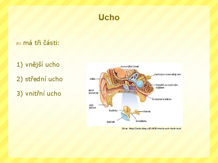 Ucho má tři části: 1) vnější ucho 2) střední ucho 3) vnitřní ucho Zdroj: