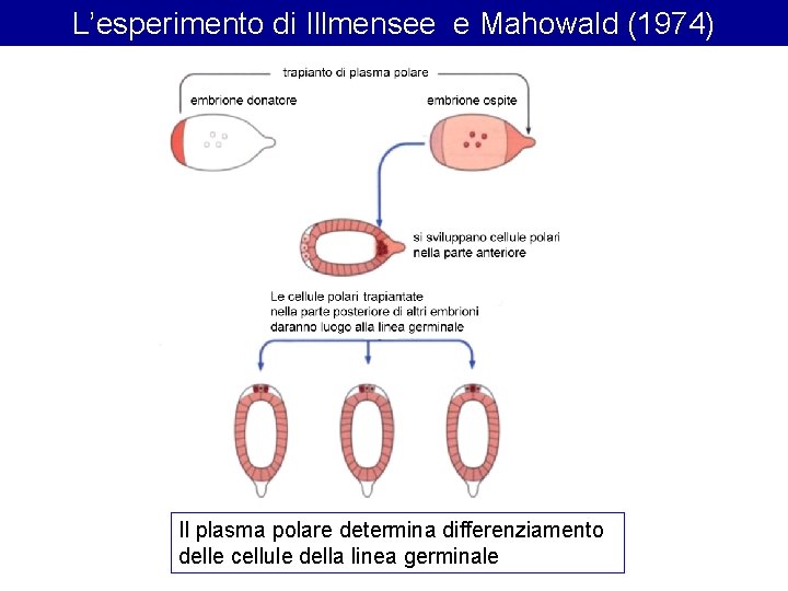 L’esperimento di Illmensee e Mahowald (1974) Il plasma polare determina differenziamento delle cellule della