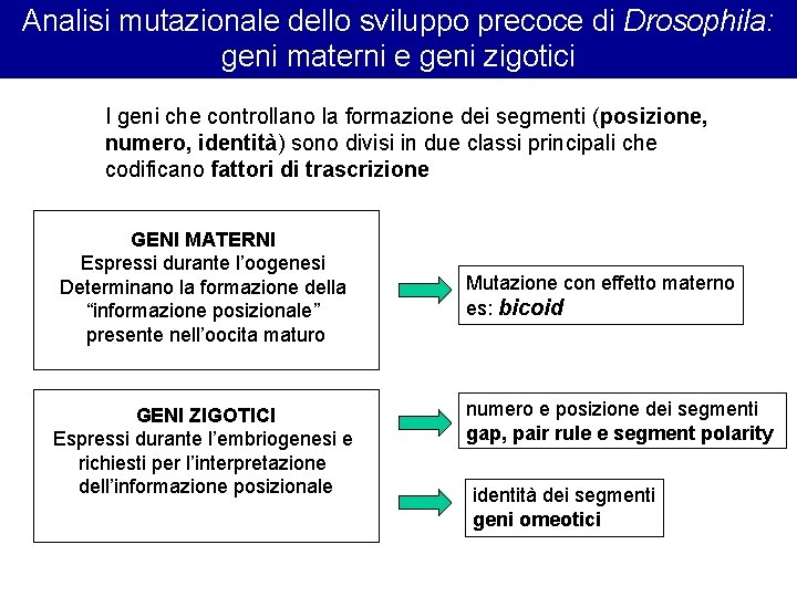 Analisi mutazionale dello sviluppo precoce di Drosophila: geni materni e geni zigotici I geni