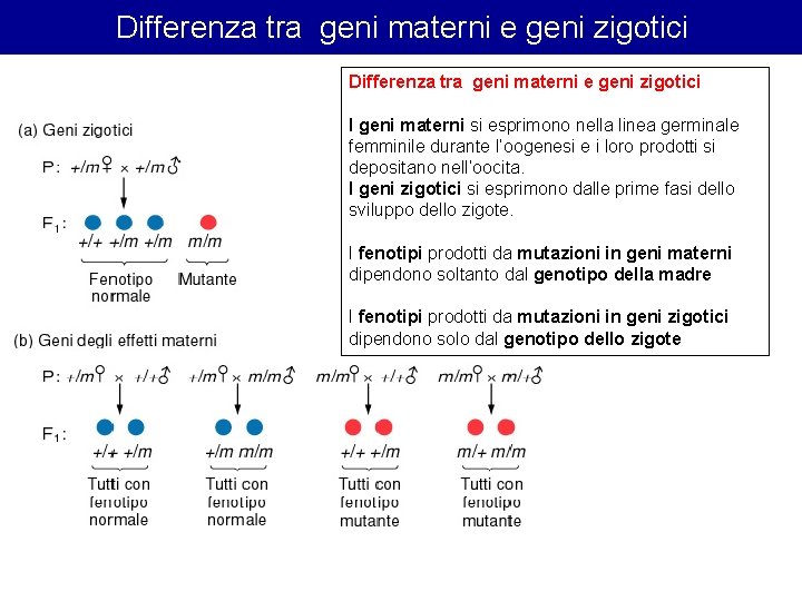 Differenza tra geni materni e geni zigotici I geni materni si esprimono nella linea