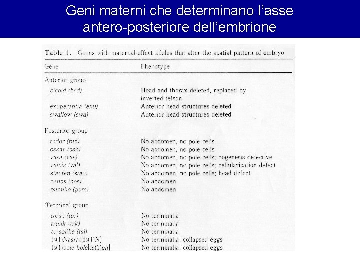 Geni materni che determinano l’asse antero-posteriore dell’embrione 