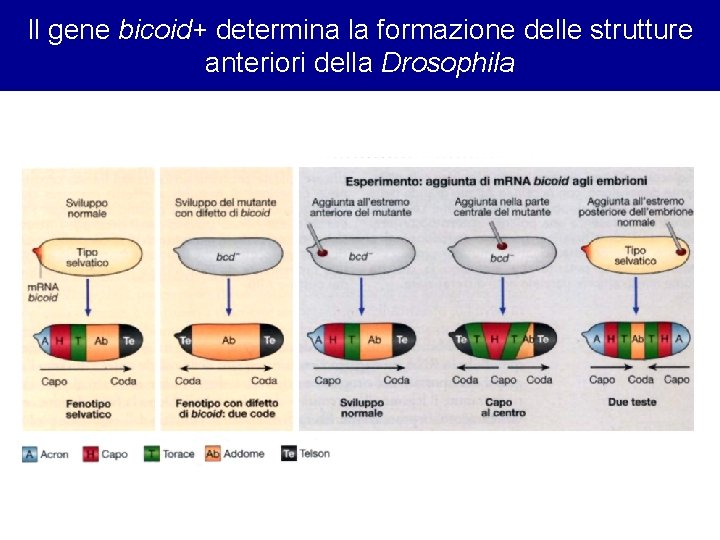 Il gene bicoid+ determina la formazione delle strutture anteriori della Drosophila 