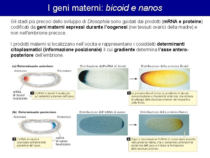 I geni materni: bicoid e nanos Gli stadi più precoci dello sviluppo di Drosophila