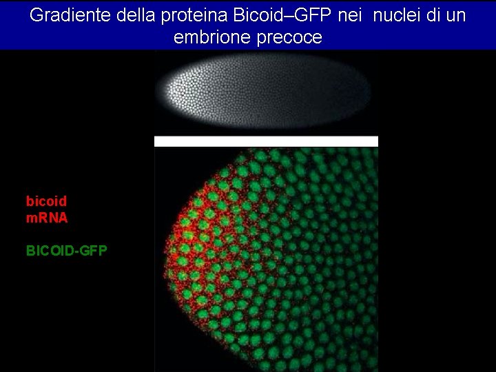 Gradiente della proteina Bicoid–GFP nei nuclei di un embrione precoce bicoid m. RNA BICOID-GFP