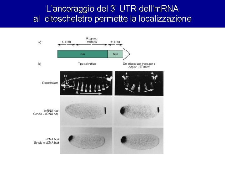 L’ancoraggio del 3’ UTR dell’m. RNA al citoscheletro permette la localizzazione 