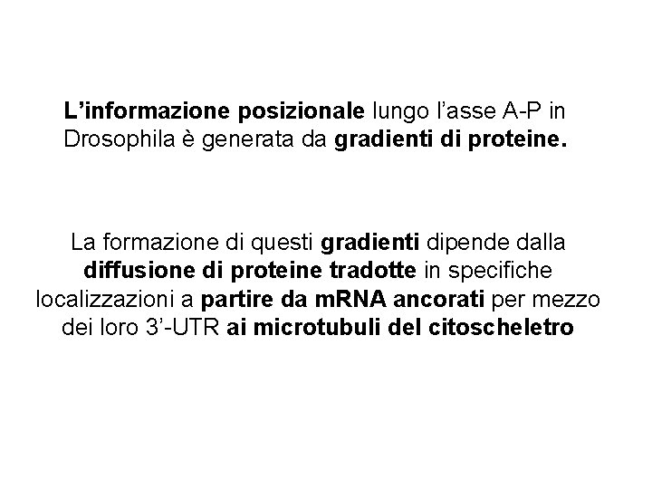 L’informazione posizionale lungo l’asse A-P in Drosophila è generata da gradienti di proteine. La