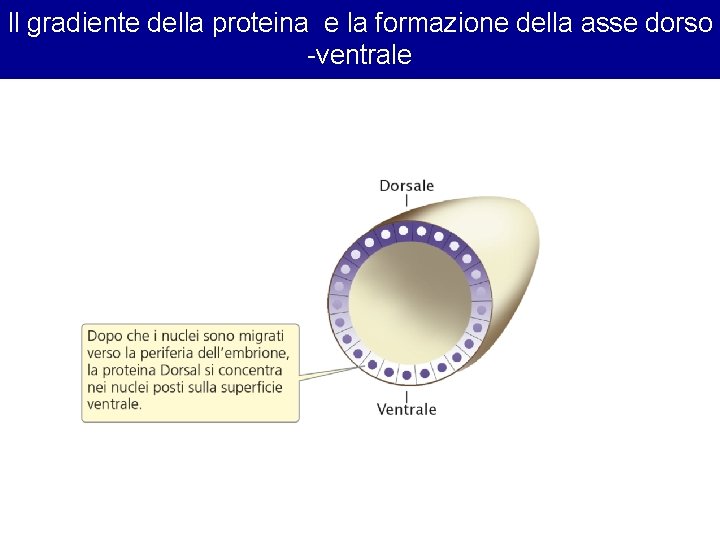 Il gradiente della proteina e la formazione della asse dorso -ventrale 