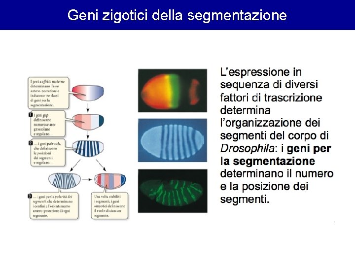 Geni zigotici della segmentazione 