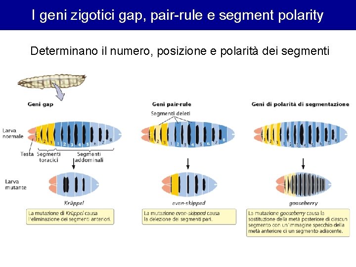 I geni zigotici gap, pair-rule e segment polarity Determinano il numero, posizione e polarità