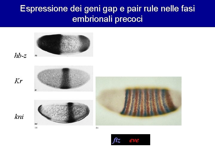 Espressione dei geni gap e pair rule nelle fasi embrionali precoci hb-z Kr kni