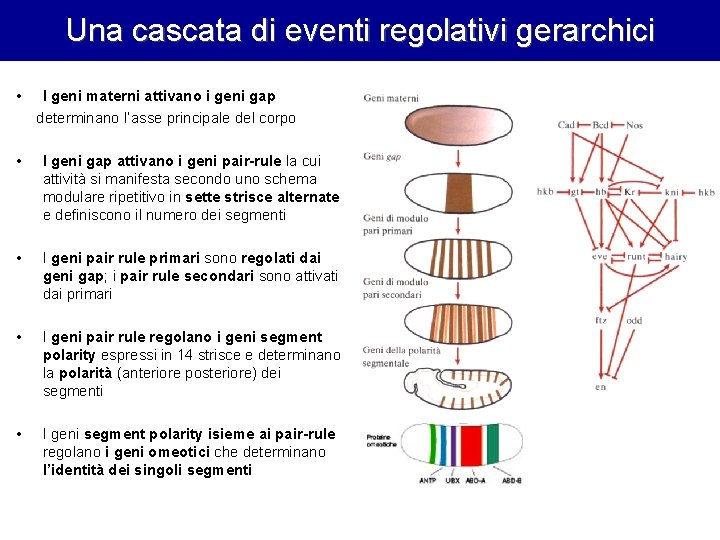 Una cascata di eventi regolativi gerarchici • I geni materni attivano i geni gap