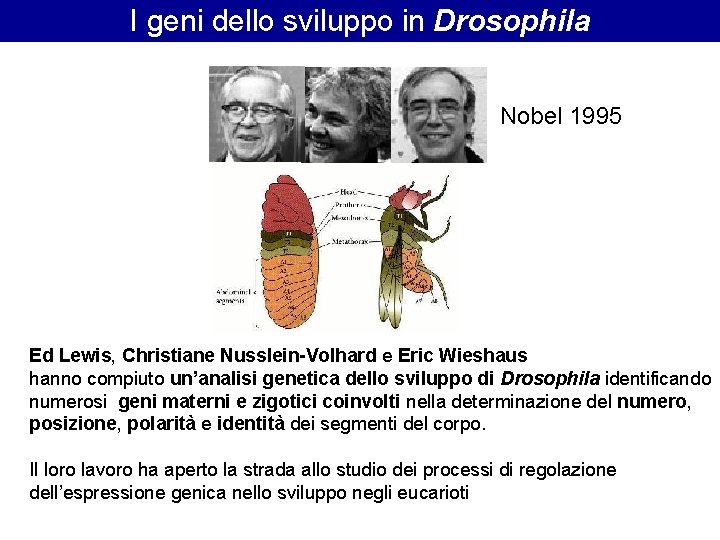 I geni dello sviluppo in Drosophila Nobel 1995 Ed Lewis, Christiane Nusslein-Volhard e Eric