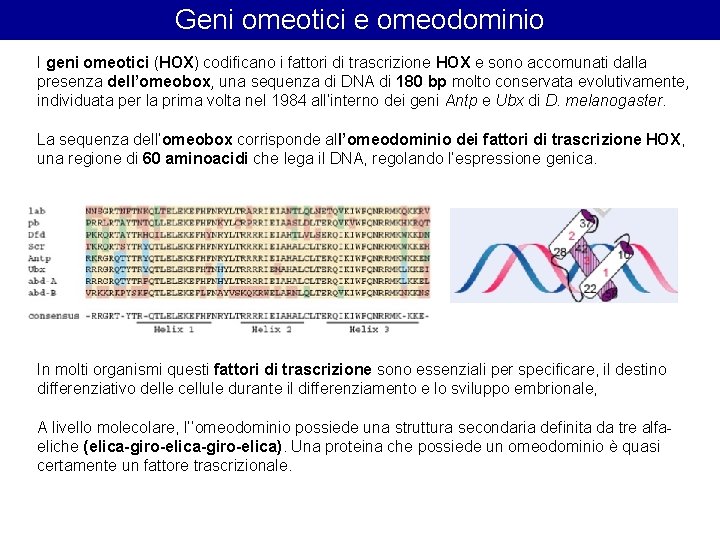 Geni omeotici e omeodominio I geni omeotici (HOX) codificano i fattori di trascrizione HOX