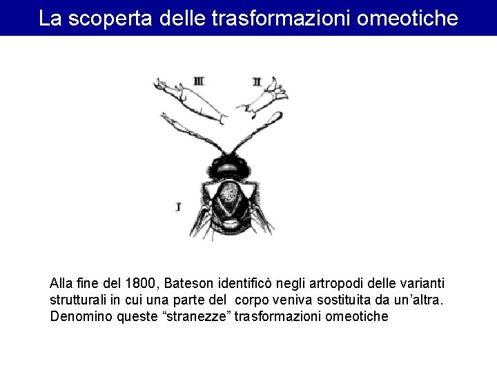 La scoperta delle trasformazioni omeotiche Alla fine del 1800, Bateson identificò negli artropodi delle