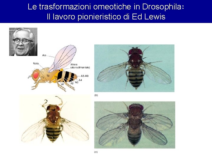 Le trasformazioni omeotiche in Drosophila: Il lavoro pionieristico di Ed Lewis 