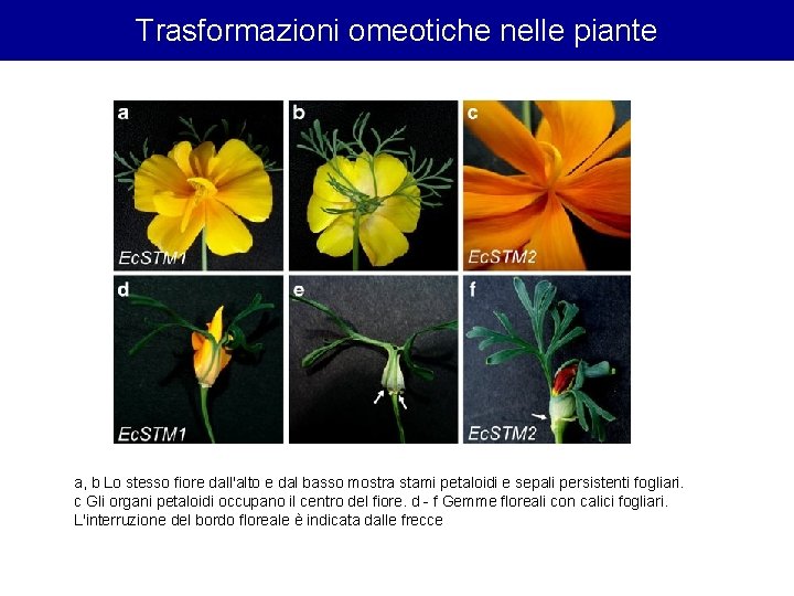 Trasformazioni omeotiche nelle piante a, b Lo stesso fiore dall'alto e dal basso mostra