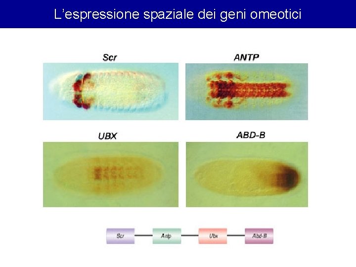 L’espressione spaziale dei geni omeotici 