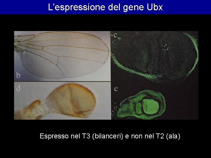 L’espressione del gene Ubx Espresso nel T 3 (bilanceri) e non nel T 2