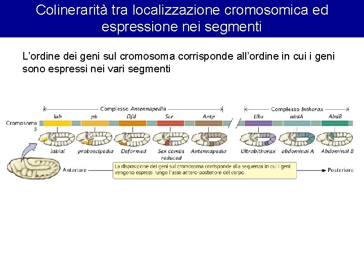 Colinerarità tra localizzazione cromosomica ed espressione nei segmenti L’ordine dei geni sul cromosoma corrisponde