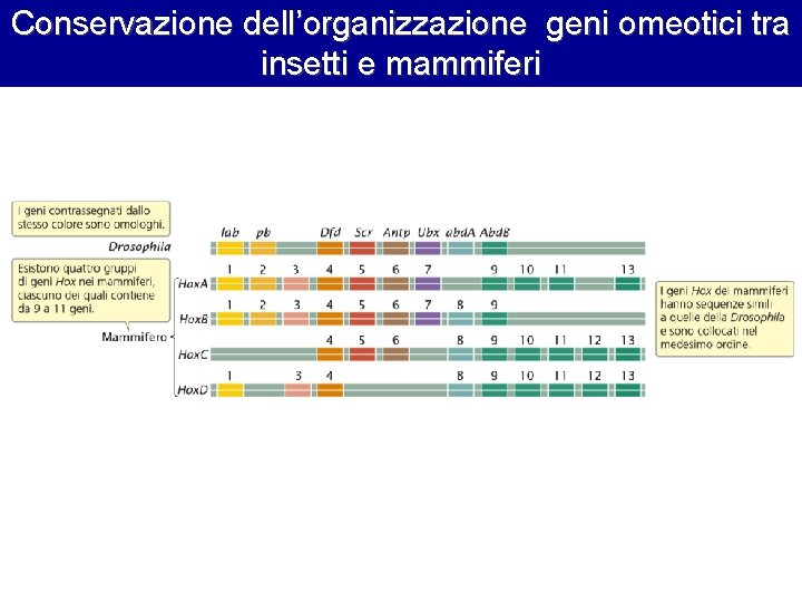 Conservazione dell’organizzazione geni omeotici tra insetti e mammiferi 