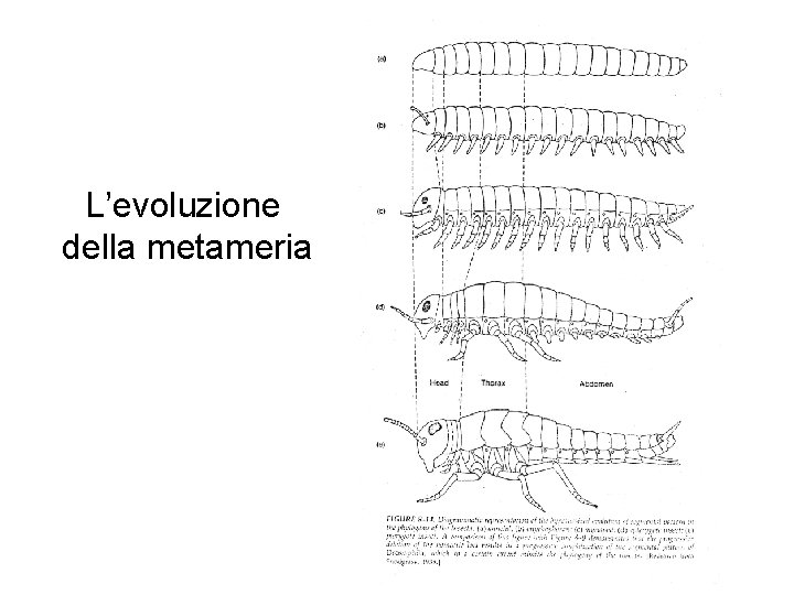 L’evoluzione della metameria 