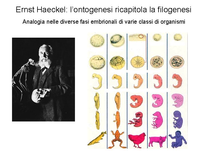 Ernst Haeckel: l’ontogenesi ricapitola la filogenesi Analogia nelle diverse fasi embrionali di varie classi