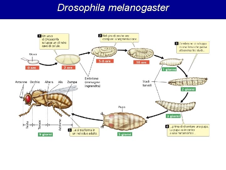 Drosophila melanogaster 